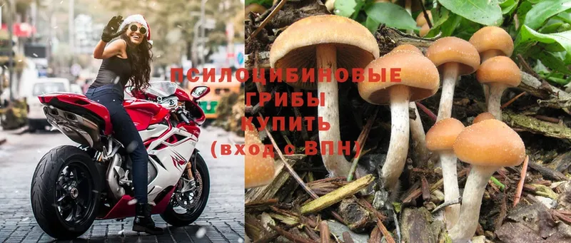 купить  цена  Покровск  Галлюциногенные грибы MAGIC MUSHROOMS 